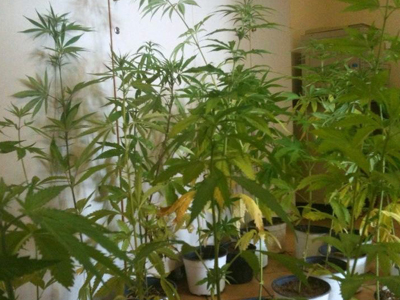 Καλλιεργούσε κάνναβη στο υπόγειο