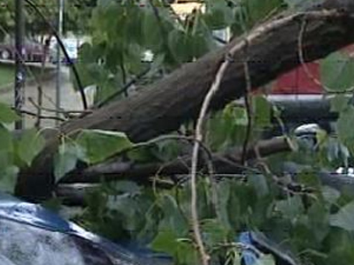 Έπεσε δέντρο στην οδό Αθηνάς