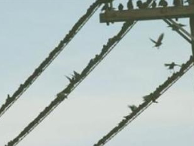 Ζώο προκάλεσε βραχυκύκλωμα