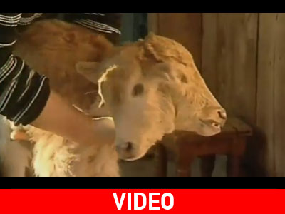 Δικέφαλο μοσχαράκι