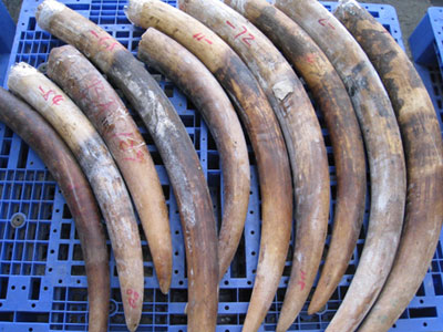 «Μπλόκο» σε 249 κιλά λαθραίου ελεφαντόδοντου στην Κένυα