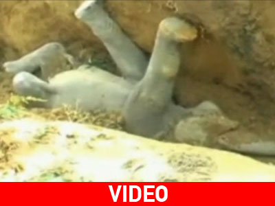 Αίσιο τέλος στην περιπέτεια του μικρού ελέφαντα