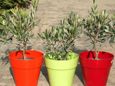 Κλέβουν μέχρι και δέντρα