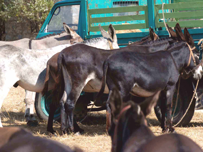 Πούλησαν …κλεμμένους γαϊδάρους!