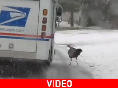 Θερμόαιμη… γαλοπούλα!