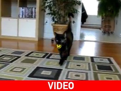 Δεν θα έπρεπε να είναι σκύλος;