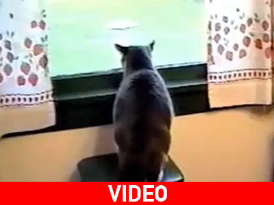 Μαγκιά εκ του ασφαλούς