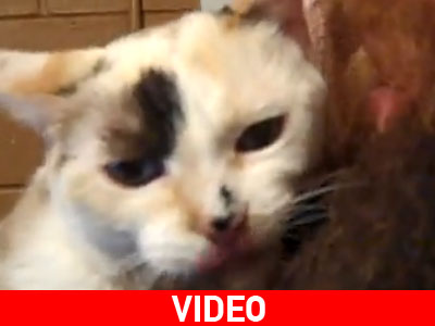 Τι ψάχνει το γατί;