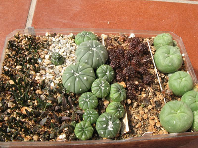 Είχαν κρύψει τα τσιγάρα ανάμεσα στα γλαστράκια