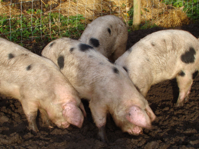 Δεν άρπαξαν αρνιά