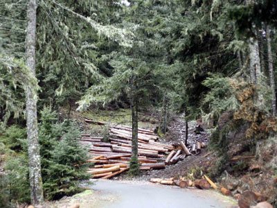 Το ακριβό πετρέλαιο αυξάνει την παράνομη υλοτόμηση