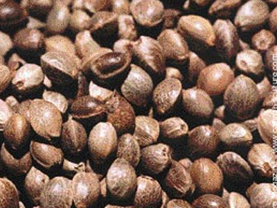 Διέθετε και 1.030 σπόρους κάνναβης