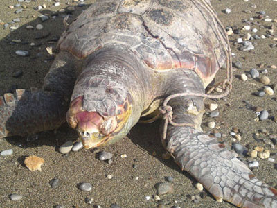 Έδεσαν πέτρα στο λαιμό χελώνας και την έπνιξαν!