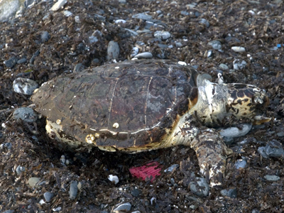 Νεκρή καρέττα-καρέττα στη Σκόπελο