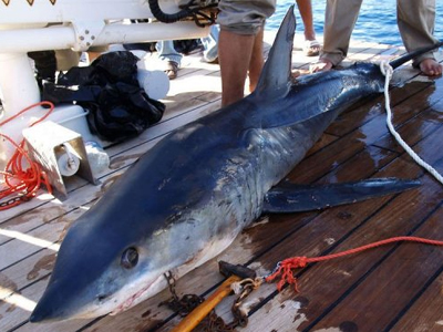 Έπιασαν τους καρχαρίες «φονιάδες»