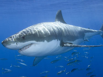 Επίθεση καρχαριών σε τουρίστες στην Αίγυπτο