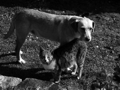 Κλέβουν κατοικίδια και τα τρώνε