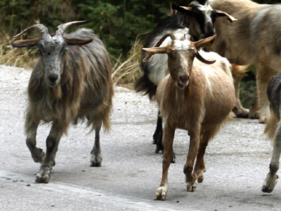 Έκλεβε κατσίκες για το κρέας τους