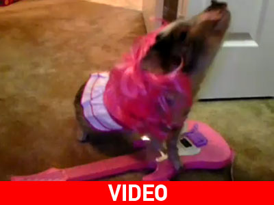 Ροκ γουρουνίτσα