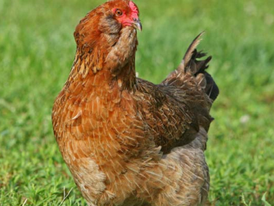 H κότα του… ΠΑΣΟΚ