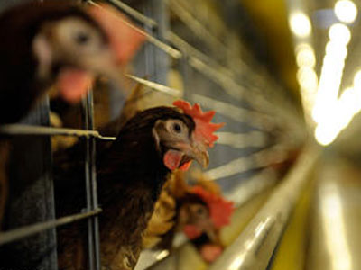 Άρση του εμπάργκο για τη διοξίνη