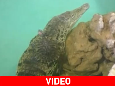 Αγωνία για κροκόδειλο που έφαγε… κινητό!