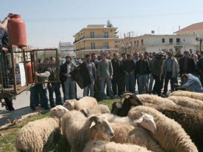 Κινητοποιήσεις προγραμματίζουν οι κτηνοτρόφοι