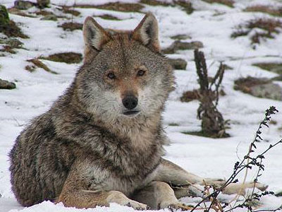 Επιδρομή λύκων στη Φωκίδα