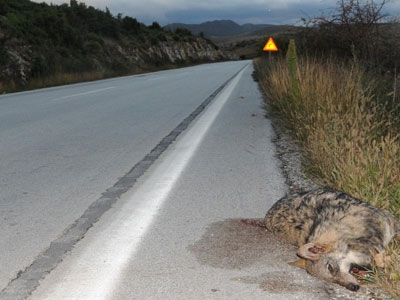 Τροχαίο με θύμα λύκαινα