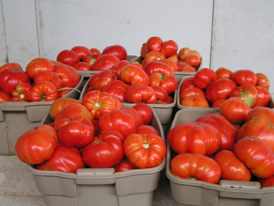 Πρόστιμα σε επιχειρήσεις μεταποίησης ντομάτας