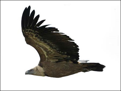 «Συνελήφθη» πράκτορας… όρνιο!