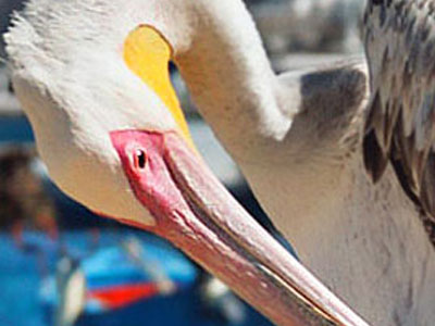O πελεκάνος της Μυκόνου και της Μπιρμπίλη