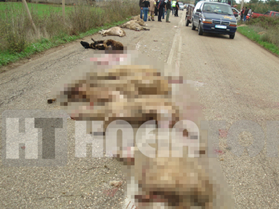 Τροχαίο με θύματα… πρόβατα