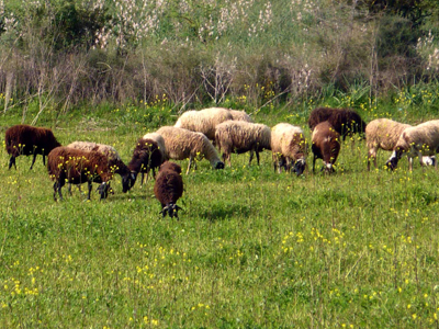Εξιχνιάστηκε υπόθεση ζωοκλοπής