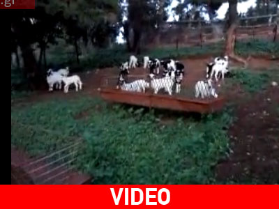 Πρώτα τα έκλεψαν και μετά τα εγκατέλειψαν