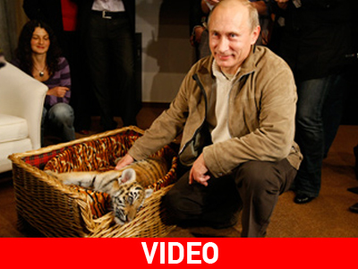 Παγκόσμιο συνέδριο για τη σωτηρία της τίγρης