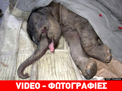 Ελεφαντάκι κλαίει επί ώρες επειδή το έδιωξε η μητέρα του