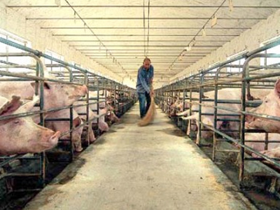 Λουκέτο σε οκτώ δημοτικά σφαγεία