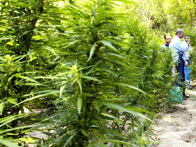 Οικογενειακή επιχείρηση η καλλιέργεια χασίς