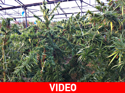 Καλλιεργούσε χασίς σε θερμοκήπιο