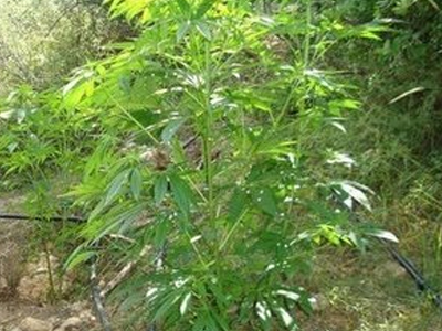 Καλλιεργούσε χασίς στο αγρόκτημά του