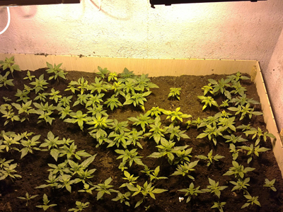 Τα χασισόδεντρα δεν πρόλαβαν να μεγαλώσουν