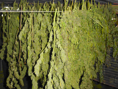 Τους συνέλαβαν μετά από καρτέρι