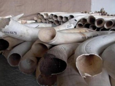 Απόπειρα λαθρεμπορίου ελεφαντόδοντου