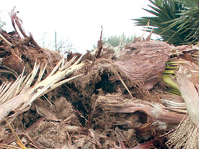 Σε συναγερμό τα Χανιά από «φονικό» σκαθάρι