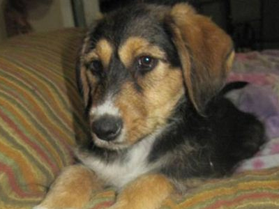 Χαρίζεται ημίαιμο κουτάβι