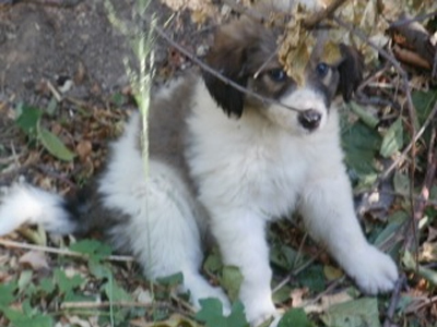 Χαρίζεται θηλυκό κουταβάκι