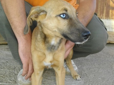 Χαρίζεται ο γαλανομάτης Μάρλει