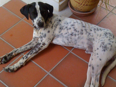 Τον ψάχνουν οι ιδιοκτήτες του