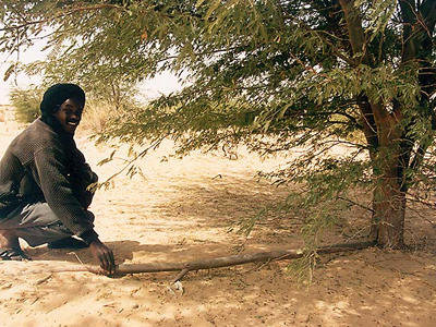 Δενδροφύτευση vs ερήμου